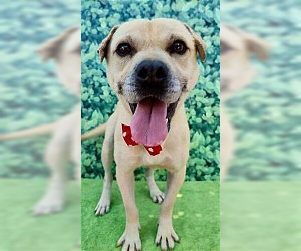 Medium Photo #3 Mutt Puppy For Sale in Dana Point, CA, USA