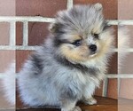 Small #15 Pomeranian