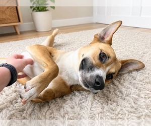 Mutt Dogs for adoption in Bryant, AR, USA