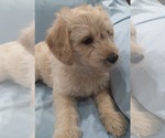 Small Photo #5 Labradoodle Puppy For Sale in JEFFERSONTOWN, KY, USA