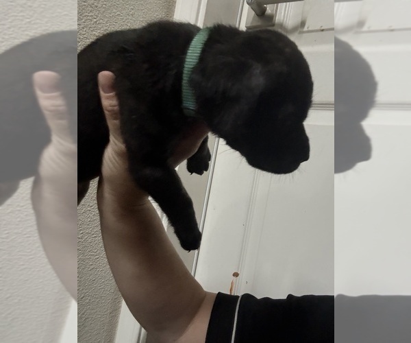 Medium Photo #41 Cane Corso Puppy For Sale in LIVERMORE, CA, USA