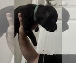 Small Photo #41 Cane Corso Puppy For Sale in LIVERMORE, CA, USA