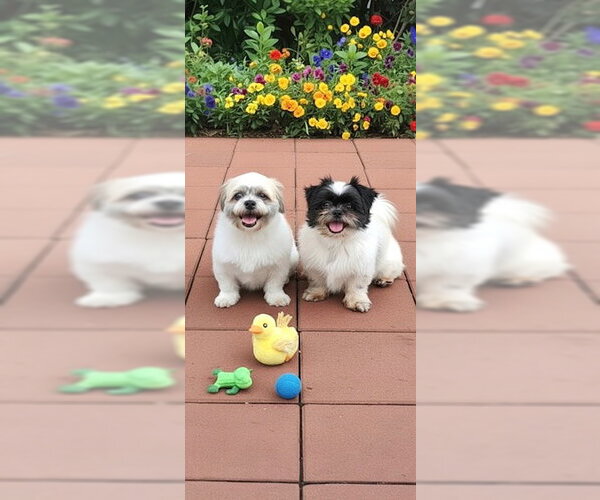 Medium Photo #7 Shih Tzu Puppy For Sale in Weston, FL, USA