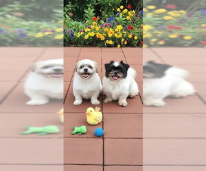 Orville & Prescott - Male Shih Tzu Dog for Adoption - Photo #7