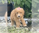 Small Photo #13 Goldendoodle Puppy For Sale in ARAB, AL, USA