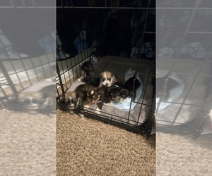 Chihuahua-Mal-Shi Mix Litter for sale in CORPUS CHRISTI, TX, USA