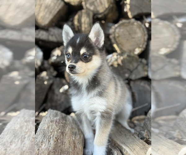 Medium Photo #11 Alaskan Klee Kai-Pomsky Mix Puppy For Sale in STAPLES, MN, USA