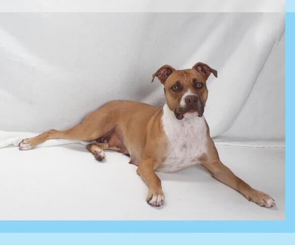 Medium Photo #1 American Pit Bull Terrier Puppy For Sale in Burbank, CA, USA