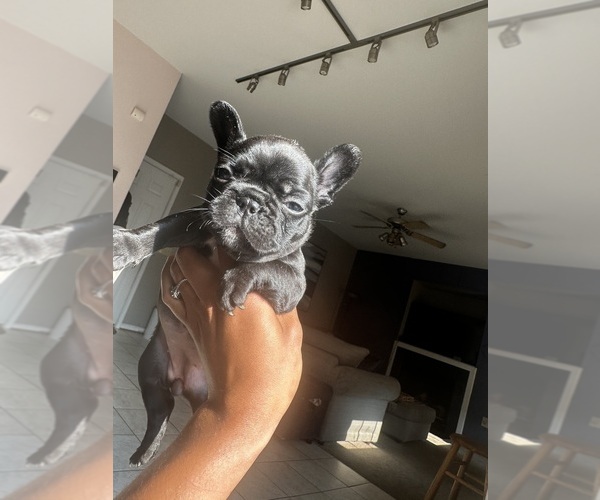 Medium Photo #5 French Bulldog Puppy For Sale in SEVERN, MD, USA