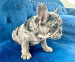 Small Photo #32 French Bulldog Puppy For Sale in MEMPHIS, TN, USA