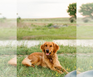 Mother of the Golden Retriever puppies born on 02/16/2026