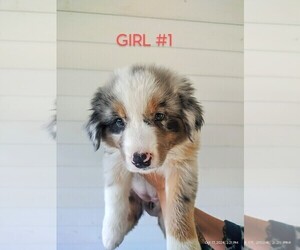 Australian Shepherd Puppy for sale in HOUSTON, TX, USA