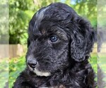 Small #6 F2 Aussiedoodle