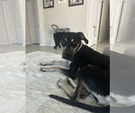 Small #6 Catahoula Leopard Dog Mix