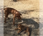 Small #110 Rhodesian Ridgeback