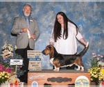 Small Photo #1 Basset Hound Puppy For Sale in ALPINE, UT, USA