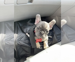 French Bulldog Puppy for sale in CHULA VISTA, CA, USA