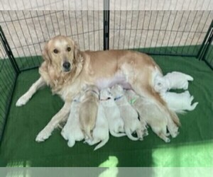 Mother of the English Cream Golden Retriever puppies born on 08/05/2022