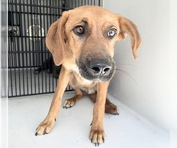Medium Photo #2 Redbone Coonhound-Unknown Mix Puppy For Sale in Houston, TX, USA