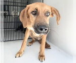 Small #1 Redbone Coonhound Mix