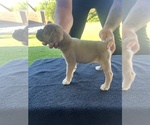 Puppy Runtie Cane Corso