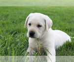 Small #2 Labrador Retriever