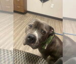 Small #9 American Staffordshire Terrier