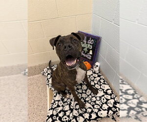 Mutt Dogs for adoption in Brighton, CO, USA