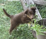 Puppy Apollo Australian Shepherd-Miniature Australian Shepherd Mix