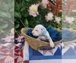 Small Photo #24 Dalmatian Puppy For Sale in VASSALBORO, ME, USA