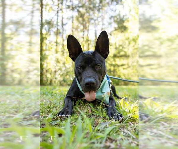 Medium Photo #1 Mutt Puppy For Sale in Holly Springs, NC, USA