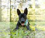 Small Mutt