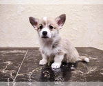 Small Photo #2 Pembroke Welsh Corgi Puppy For Sale in DES PLAINES, IL, USA