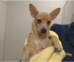 Small Chihuahua