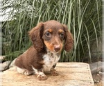 Small #3 Dachshund