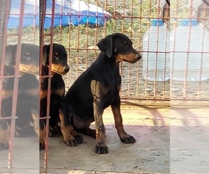 Doberman Pinscher Puppy for sale in CLAREMORE, OK, USA