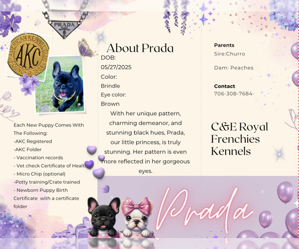 Medium Photo #9 French Bulldog Puppy For Sale in ATHENS, GA, USA