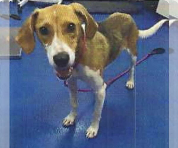 Medium Photo #1 Coonhound-Unknown Mix Puppy For Sale in Woodbury, NY, USA