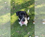 Small #4 German Shorthaired Pointer Mix