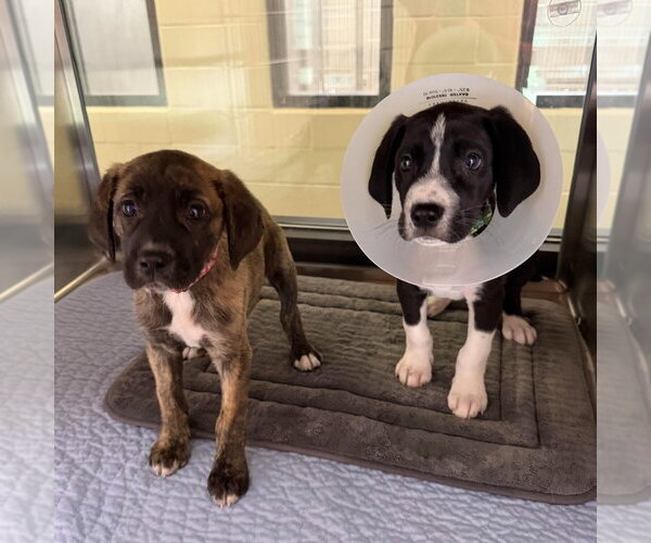 Medium Photo #2 Great Dane-Unknown Mix Puppy For Sale in Canton, CT, USA