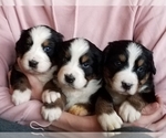 Small Photo #3 Bernese Mountain Dog Puppy For Sale in SOUTHWORTH, WA, USA