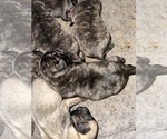 Small Photo #48 Pug Puppy For Sale in TROY, MO, USA