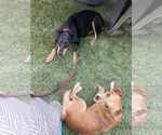 Small #2 Chiweenie