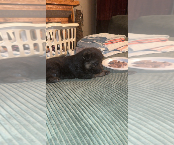 Medium Photo #1 German Shepherd Dog Puppy For Sale in SPRINGVILLE, IN, USA