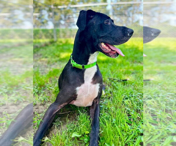 Medium Photo #3 Great Dane-Unknown Mix Puppy For Sale in Osgood, IN, USA