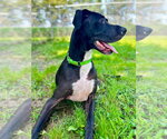 Small #2 Great Dane Mix