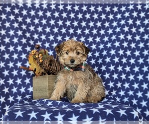 YorkiePoo Puppy for sale in OXFORD, PA, USA