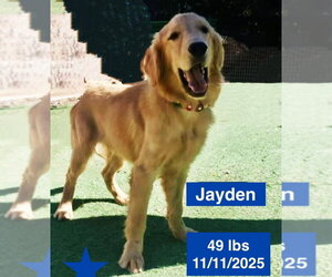 Jayden - Female Golden Retriever Dog for Adoption - Photo #2