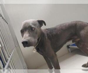 American Pit Bull Terrier Dogs for adoption in Bakersfield, CA, USA