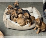 Small #6 Labrador Retriever-Rhodesian Ridgeback Mix
